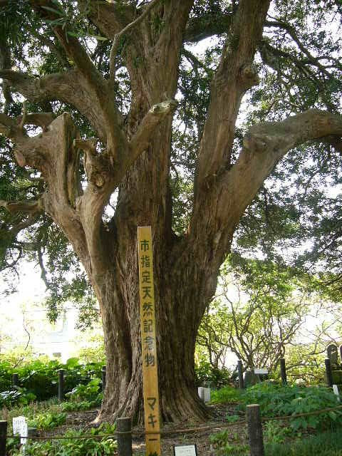 樹齢700年の槙の木