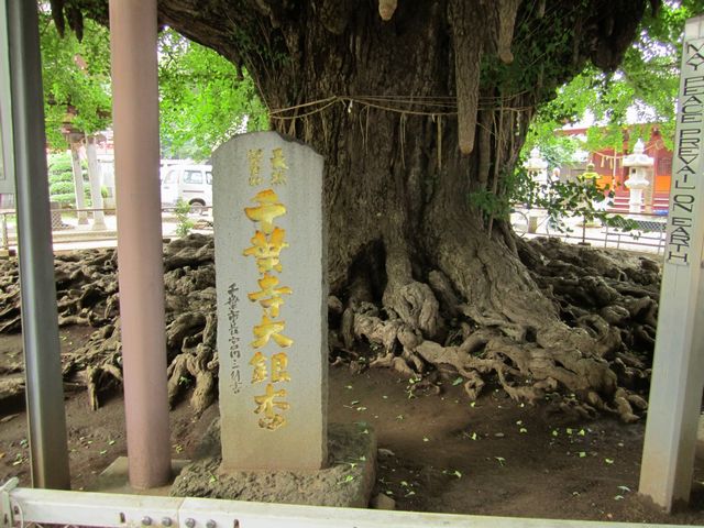県指定天然記念物の大公孫樹