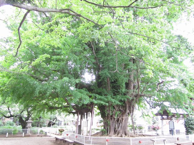 大公孫樹の木